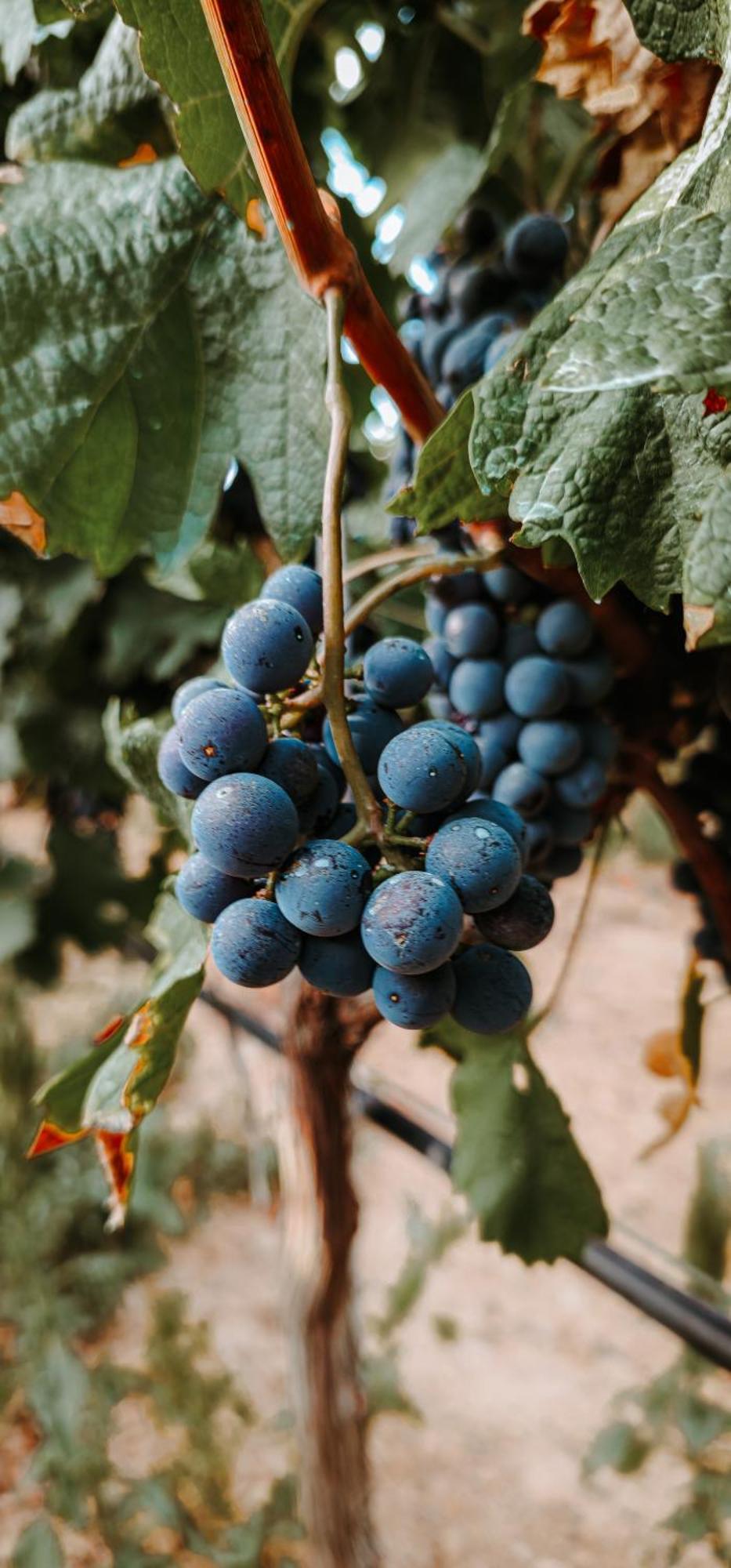 Finca Es Cabas 산타 마리아 델 카미 외부 사진