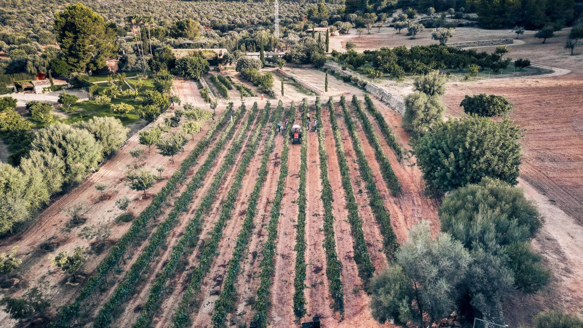 Finca Es Cabas 산타 마리아 델 카미 외부 사진