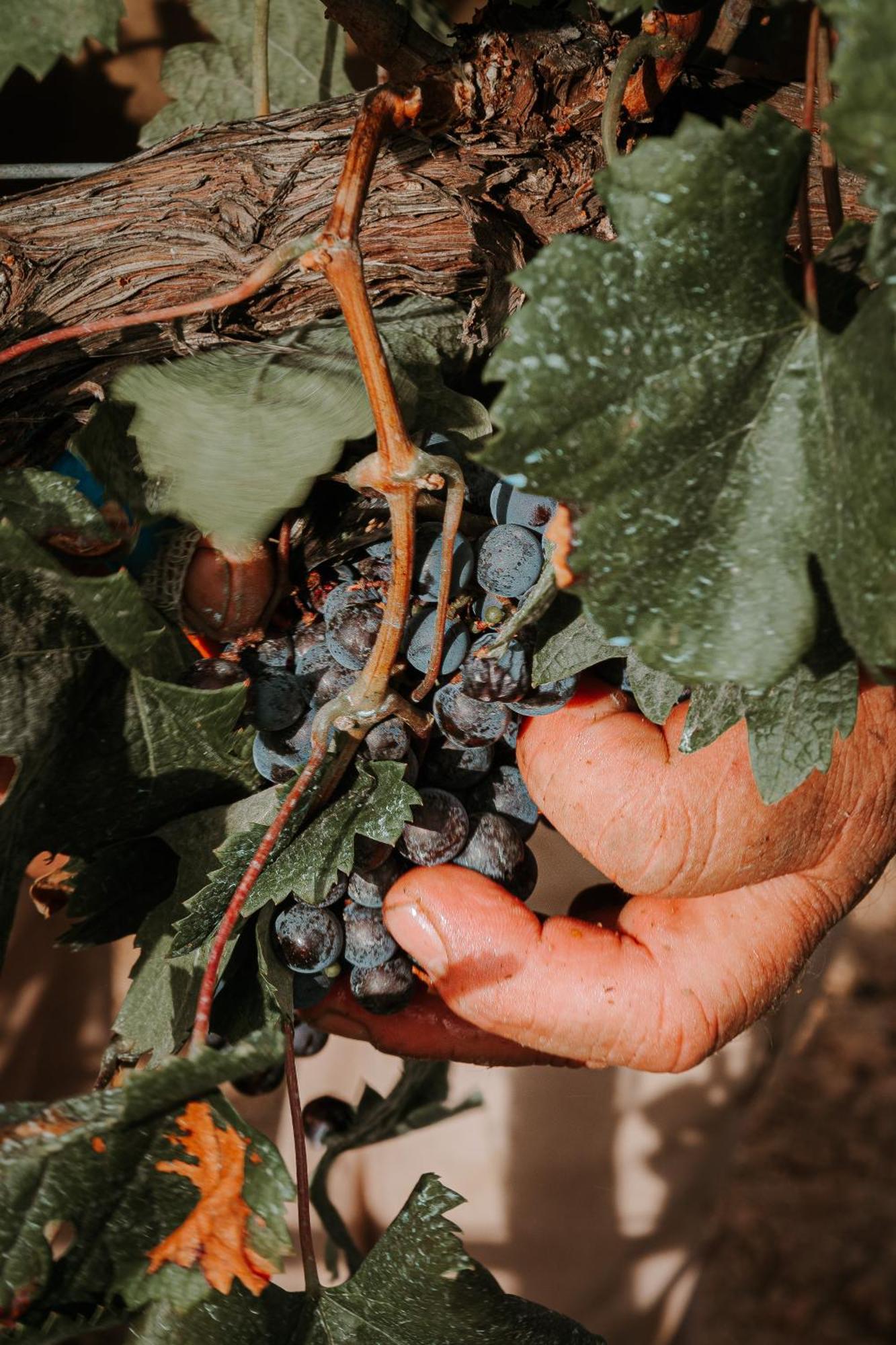 Finca Es Cabas 산타 마리아 델 카미 외부 사진